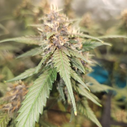 Purple Lemonade Autos growlog timeline photo