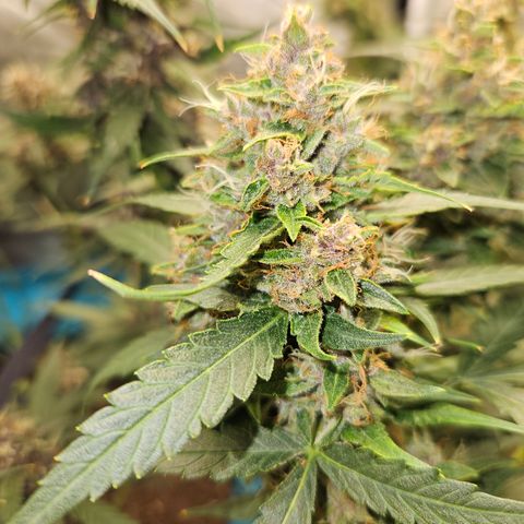 Purple Lemonade Autos growlog timeline photo
