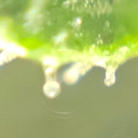 Purple Lemonade Autos growlog timeline photo