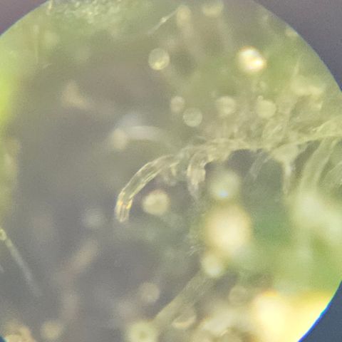 Purple Lemonade Autos growlog timeline photo