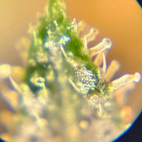 Purple Lemonade Autos growlog timeline photo