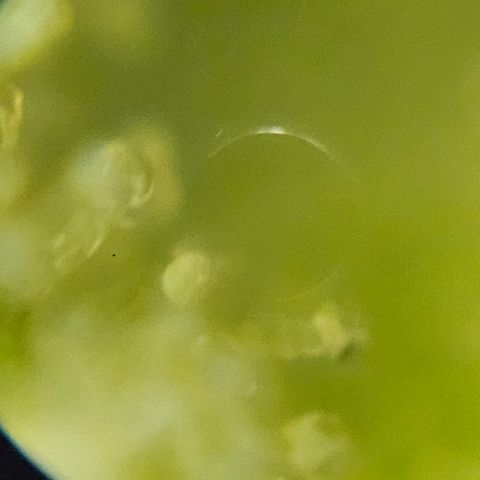 Purple Lemonade Autos growlog timeline photo