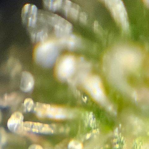 Purple Lemonade Autos growlog timeline photo
