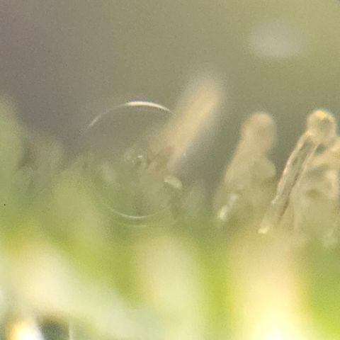 Purple Lemonade Autos growlog timeline photo