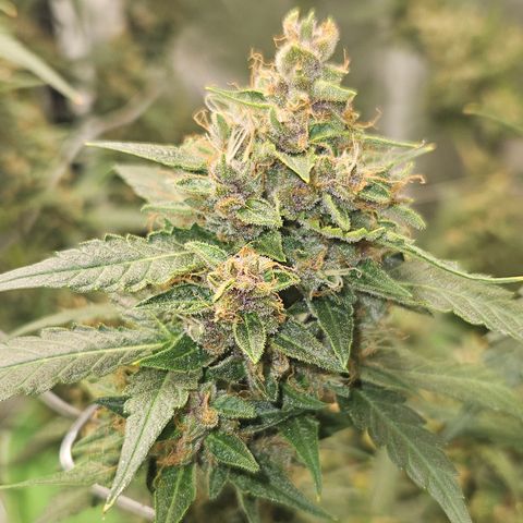 Purple Lemonade Autos growlog timeline photo