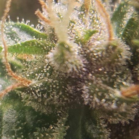 Purple Lemonade Autos growlog timeline photo
