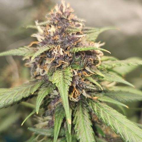 Purple Lemonade Autos growlog timeline photo