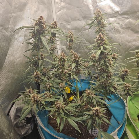Purple Lemonade Autos growlog timeline photo