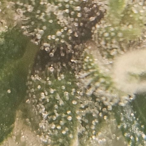 Purple Lemonade Autos growlog timeline photo
