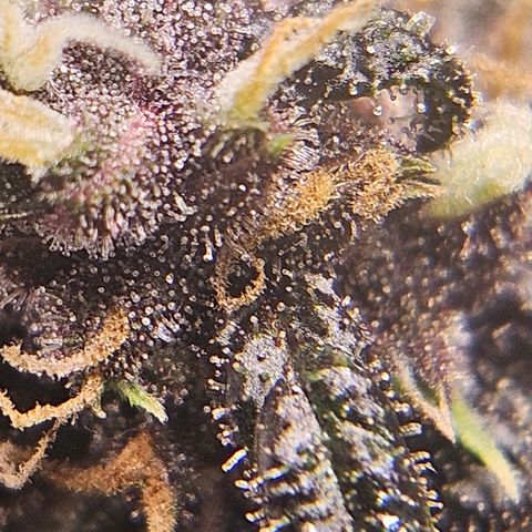 Purple Lemonade Autos growlog timeline photo