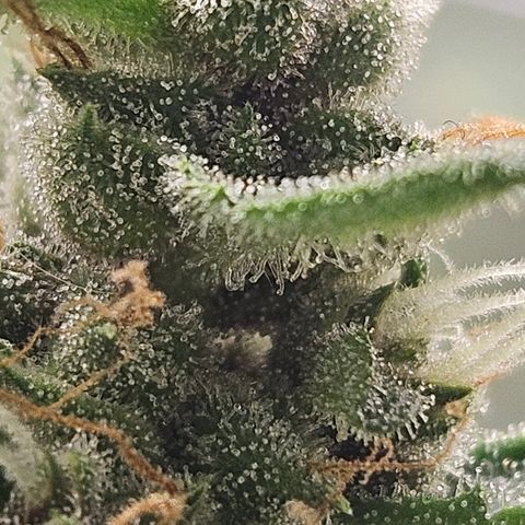 Purple Lemonade Autos growlog timeline photo