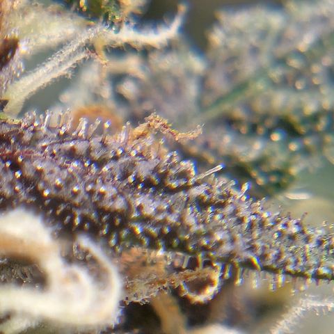 Purple Lemonade Autos growlog timeline photo