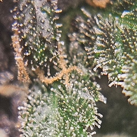 Purple Lemonade Autos growlog timeline photo