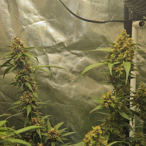Purple Lemonade Autos growlog timeline photo
