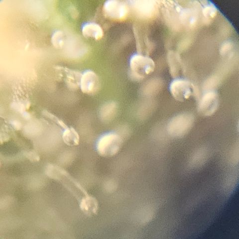 Purple Lemonade Autos growlog timeline photo