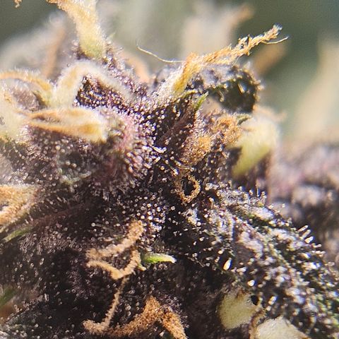Purple Lemonade Autos growlog timeline photo
