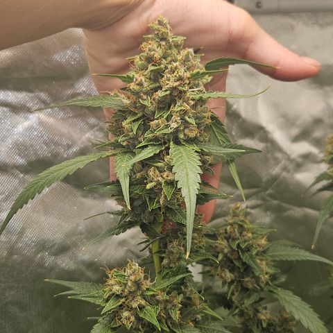 Purple Lemonade Autos growlog timeline photo