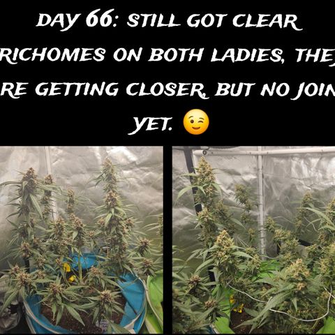 Purple Lemonade Autos growlog timeline photo