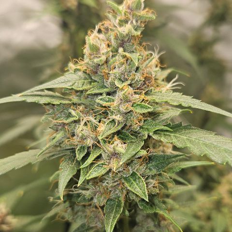 Purple Lemonade Autos growlog timeline photo