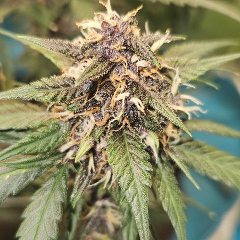 Purple Lemonade Autos growlog timeline photo
