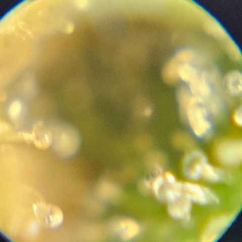 Purple Lemonade Autos growlog timeline photo