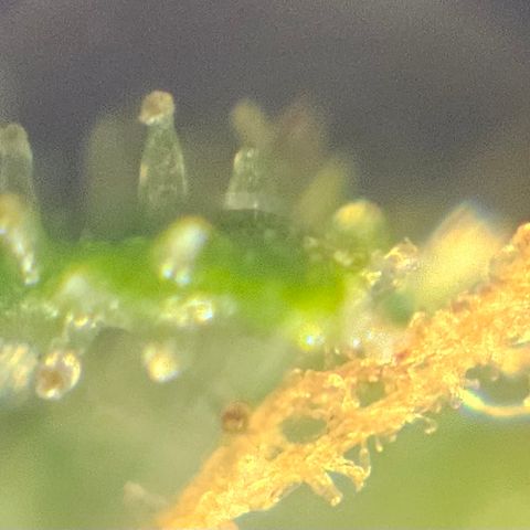 Purple Lemonade Autos growlog timeline photo