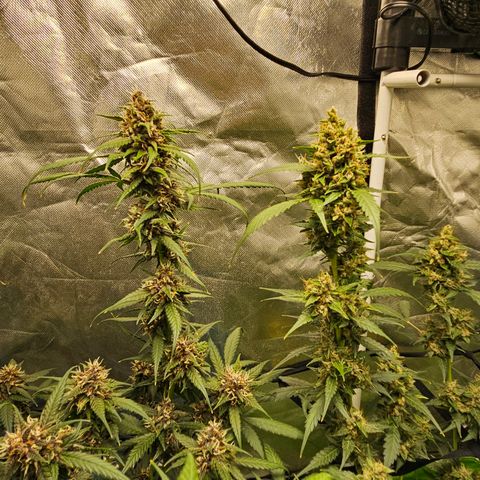 Purple Lemonade Autos growlog timeline photo