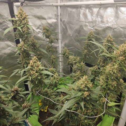 Purple Lemonade Autos growlog timeline photo