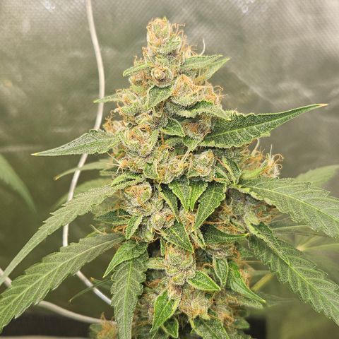 Purple Lemonade Autos growlog timeline photo