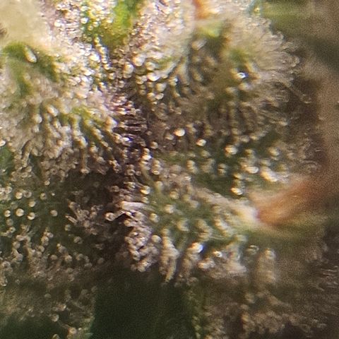 Purple Lemonade Autos growlog timeline photo