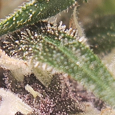 Purple Lemonade Autos growlog timeline photo