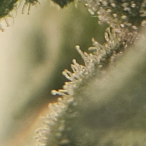 Purple Lemonade Autos growlog timeline photo