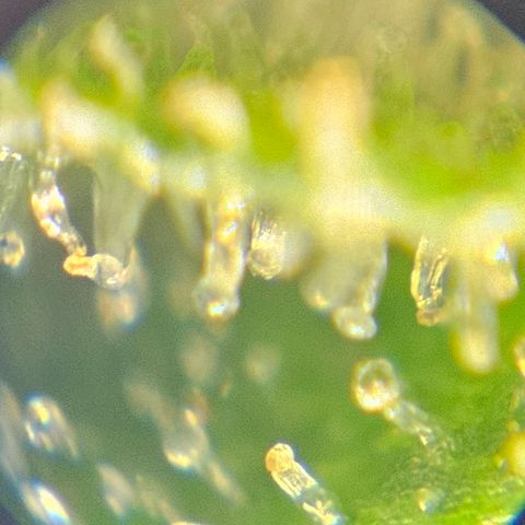 Purple Lemonade Autos growlog timeline photo