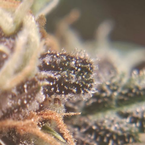 Purple Lemonade Autos growlog timeline photo