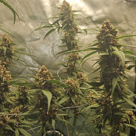 Purple Lemonade Autos growlog timeline photo