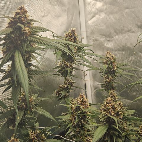 Purple Lemonade Autos growlog timeline photo