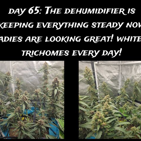 Purple Lemonade Autos growlog timeline photo