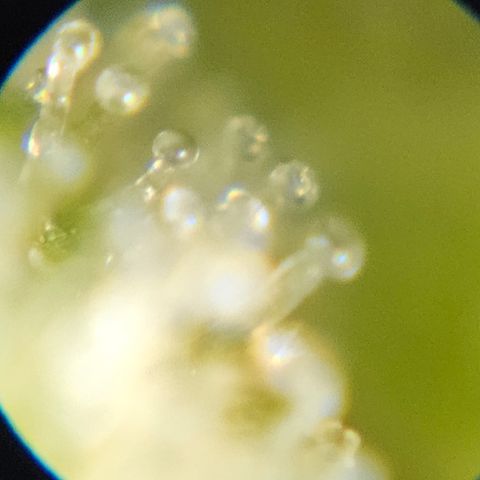 Purple Lemonade Autos growlog timeline photo