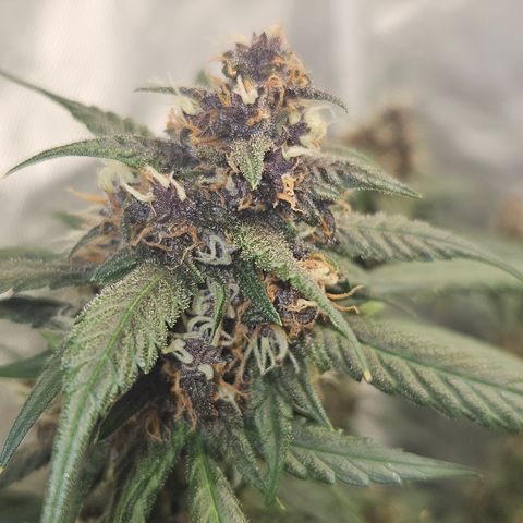 Purple Lemonade Autos growlog timeline photo