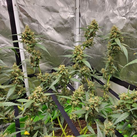 Purple Lemonade Autos growlog timeline photo
