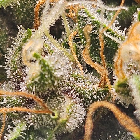 Purple Lemonade Autos growlog timeline photo