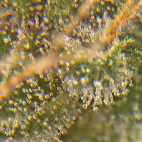 Purple Lemonade Autos growlog timeline photo