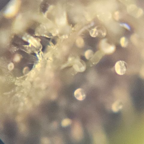 Purple Lemonade Autos growlog timeline photo