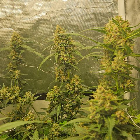 Purple Lemonade Autos growlog timeline photo