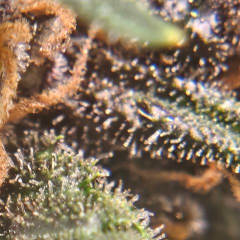 Purple Lemonade Autos growlog timeline photo