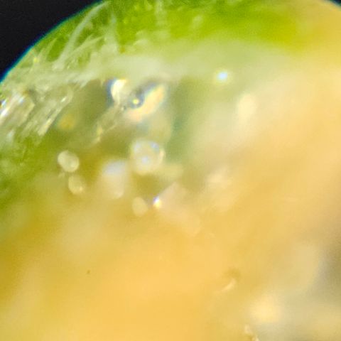 Purple Lemonade Autos growlog timeline photo