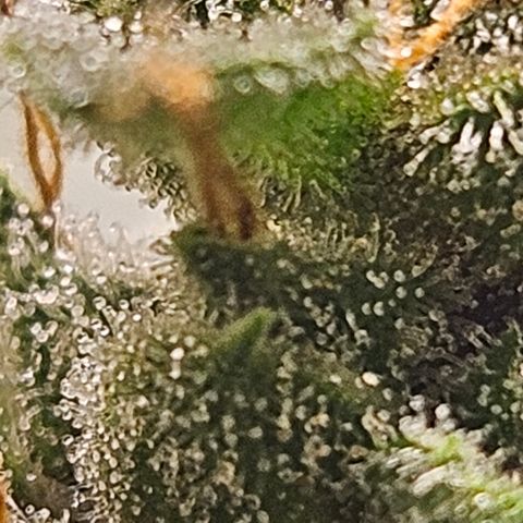 Purple Lemonade Autos growlog timeline photo