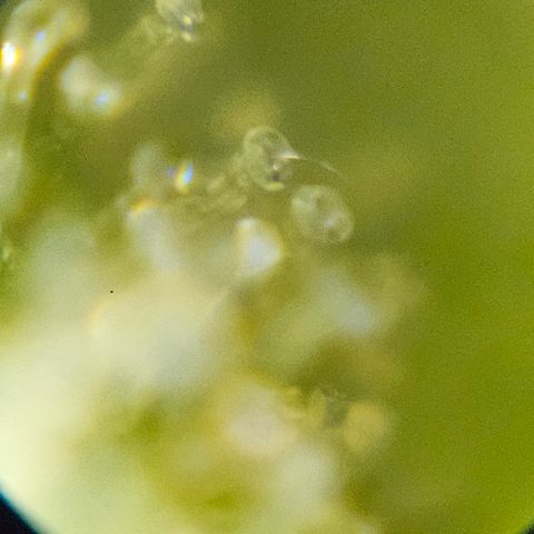 Purple Lemonade Autos growlog timeline photo