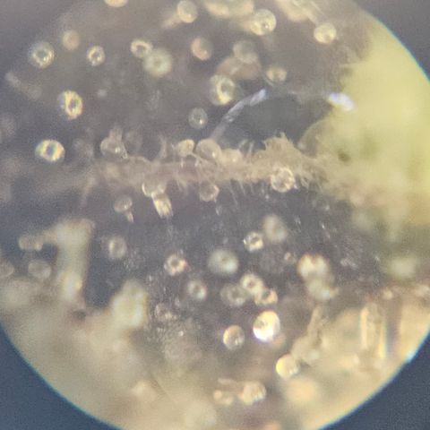 Purple Lemonade Autos growlog timeline photo