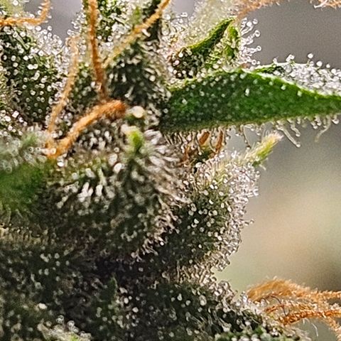 Purple Lemonade Autos growlog timeline photo